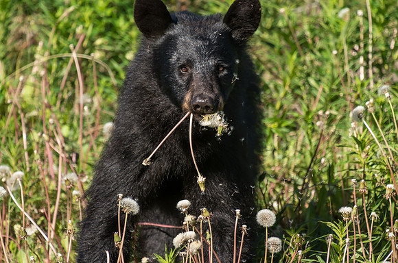 American Black Bear_Kluane National Park 3