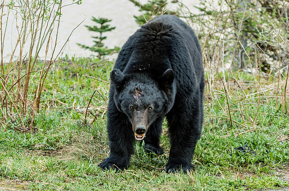 American Black Bear_Southern Lakes Area 3