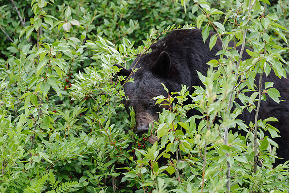 American Black Bear_Kluane NP 6