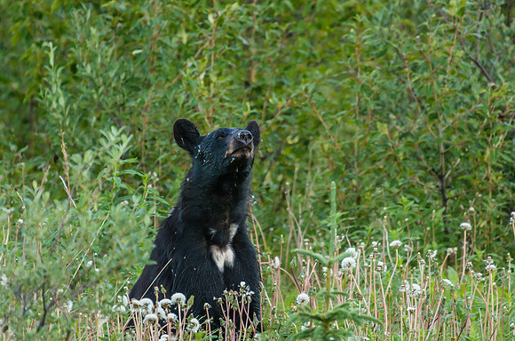 American Black Bear_Kluane National Park 1