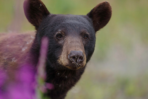 American Black Bear_Kluane NP 7