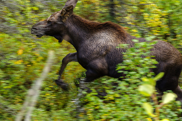Moose_Denali NP 2