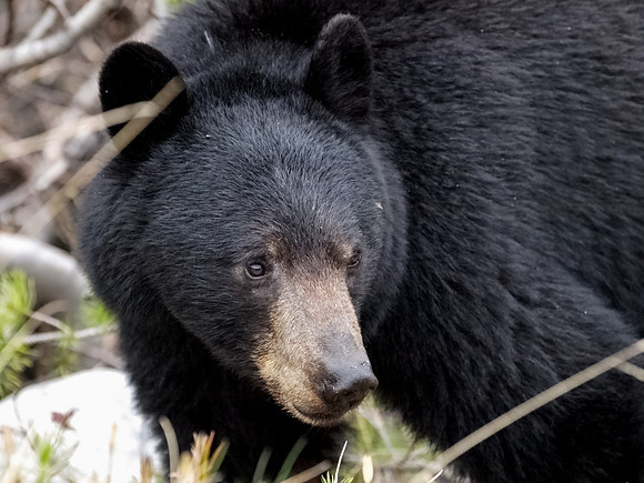 American Black Bear_Southern Lakes Area 2