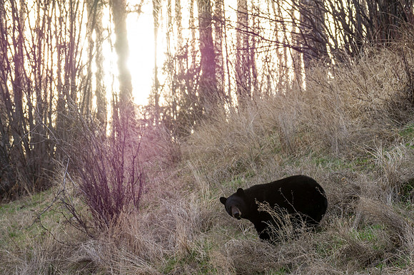 American Black Bear_Liard 1