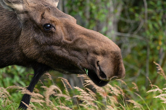 Moose_Wrangell St Elias 1