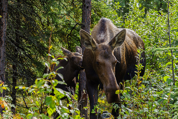 Moose_Denali NP 3