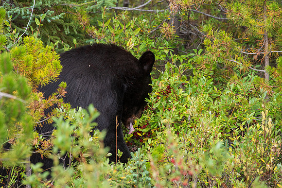 American Black Bear_Banff NP 1
