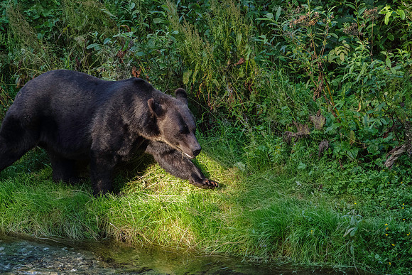 Grizzly Bear_Fish Creek Hyder Alaska 1