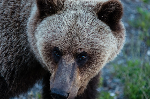 Grizzly Bear_Kluane National Park 7