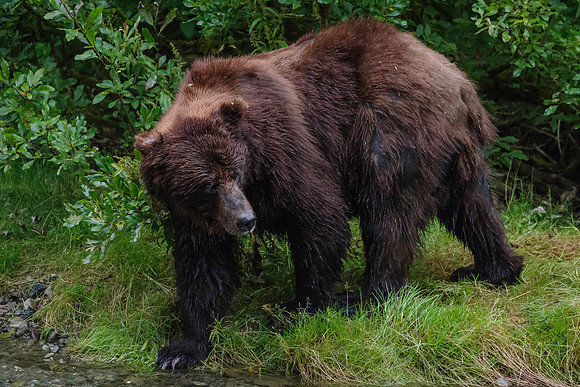 Grizzly Bear_Fish Creek Hyder Alaska 8