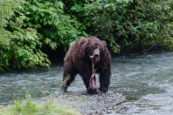 Grizzly Bear_Fish Creek Hyder Alaska 6