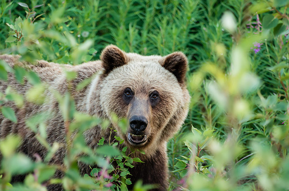 Grizzly Bear_Kluane National Park 5
