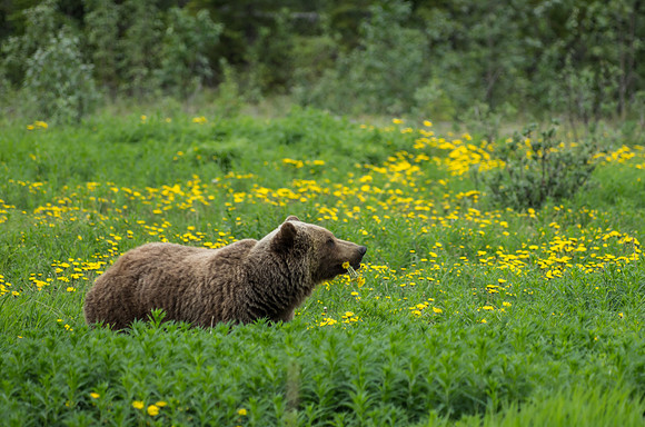 Grizzly Bear_Kluane National Park 1
