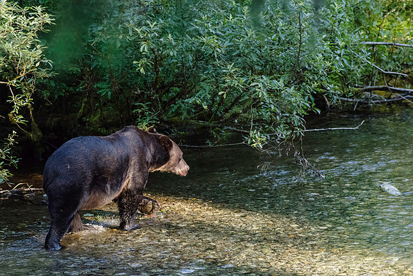 Grizzly Bear_Fish Creek Hyder Alaska 2