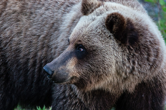 Grizzly Bear_Kluane National Park 8