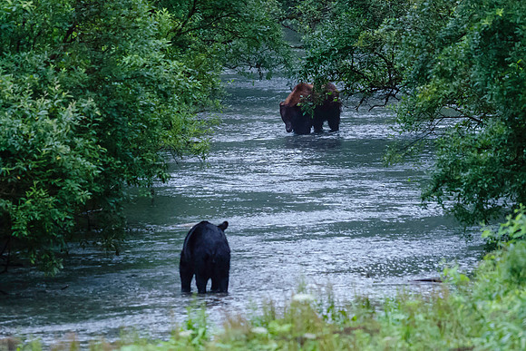 Grizzly Bear_Fish Creek Hyder Alaska 5
