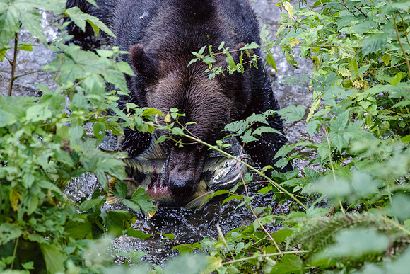 Grizzly Bear_Fish Creek Hyder Alaska 3