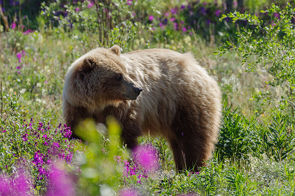 Grizzly Bear_Kluane NP 11
