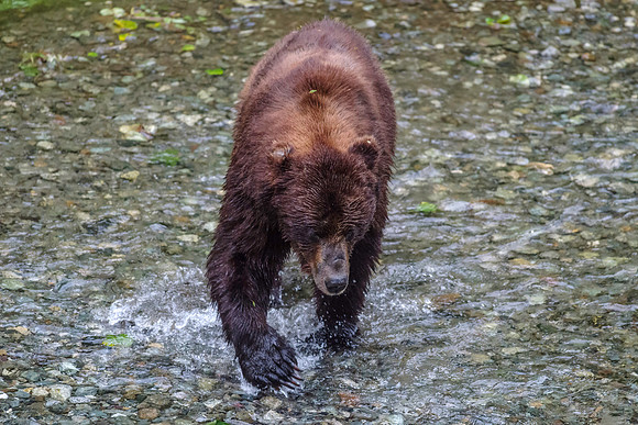 Grizzly Bear_Fish Creek Hyder Alaska 9