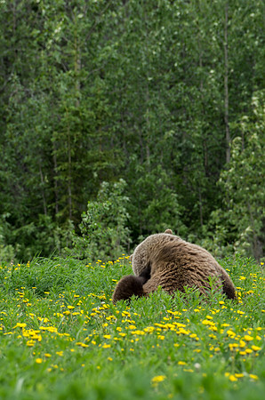 Grizzly Bear_Kluane National Park 2
