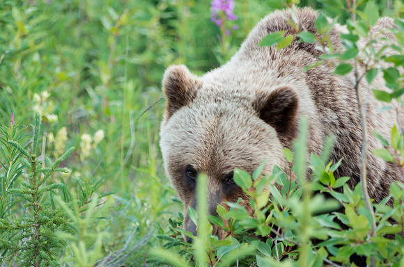 Grizzly Bear_Kluane National Park 4