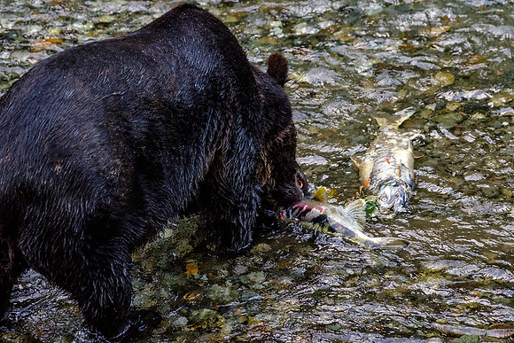 Grizzly Bear_Fish Creek Hyder Alaska 4
