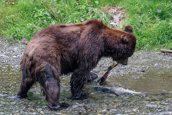 Grizzly Bear_Fish Creek Hyder Alaska 10