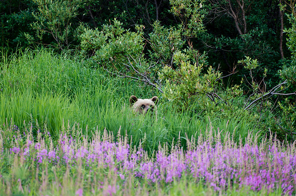 Grizzly Bear_Kluane National Park 6