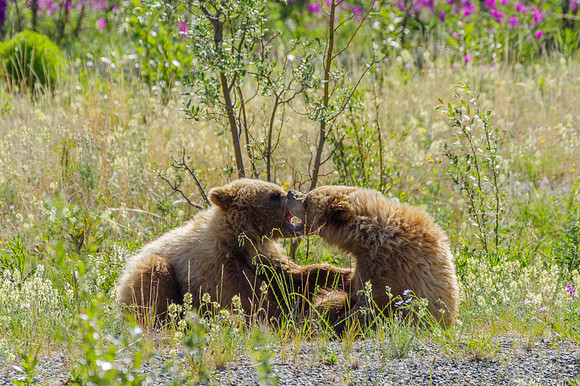 Grizzly Bear_Kluane NP 10
