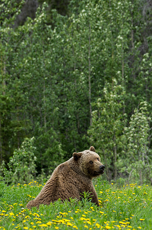 Grizzly Bear_Kluane National Park 3