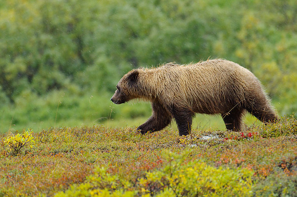 Grizzly Bear_Denali NP 1