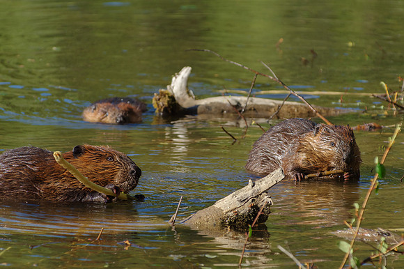 North American Beaver_Whitehorse 11