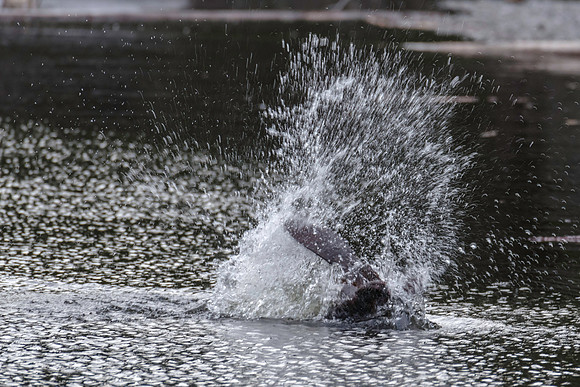 North American Beaver_Watson Lake Area 1