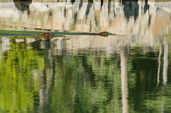 North American Beaver_Whitehorse 3