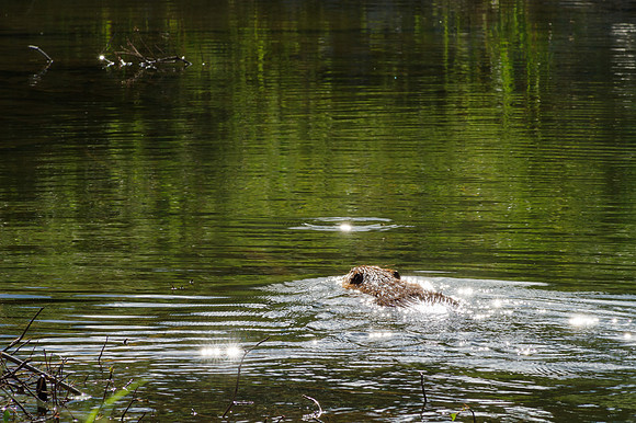 North American Beaver_Whitehorse 5
