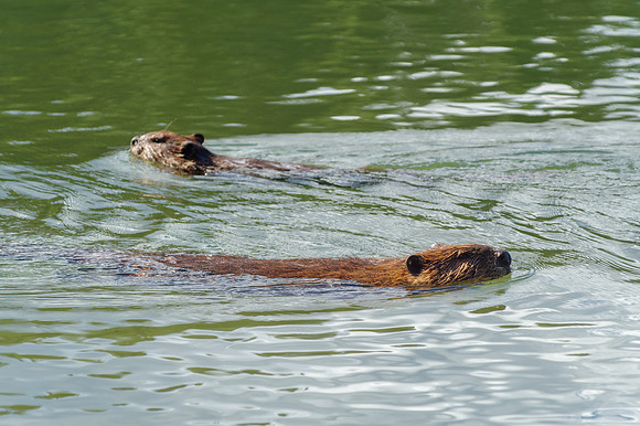 North American Beaver_Whitehorse 4