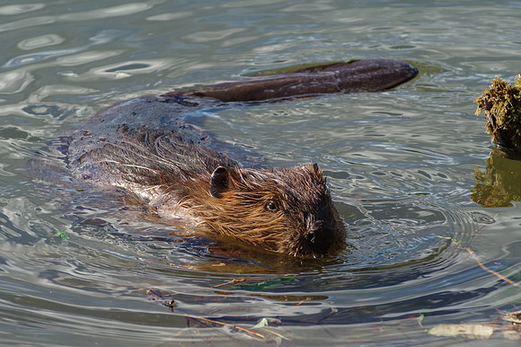 North American Beaver_Whitehorse 10