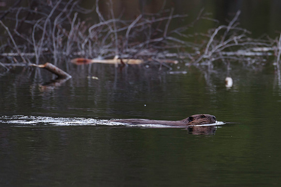 North American Beaver_Watson Lake Area 2