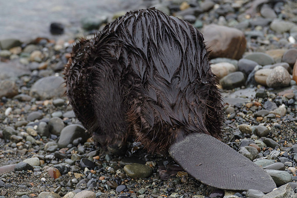 North American Beaver_Whitehorse 1