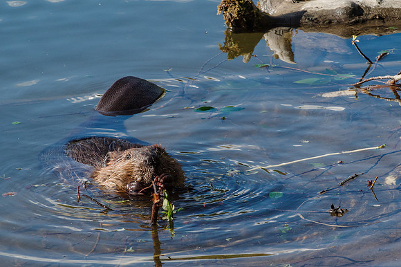 North American Beaver_Whitehorse 8