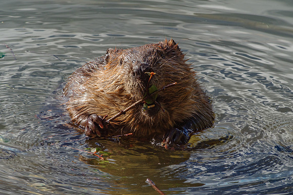 North American Beaver_Whitehorse 9