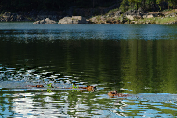 North American Beaver_Whitehorse 7