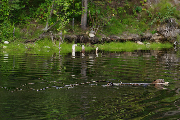 North American Beaver_Watson Lake Area 4