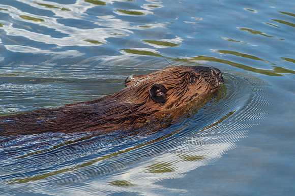 North American Beaver_Whitehorse 2