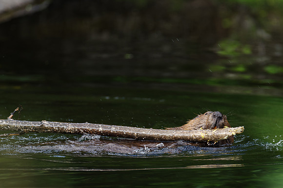 North American Beaver_Watson Lake Area 3