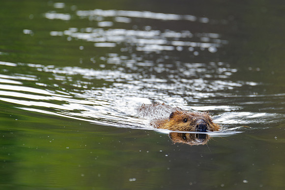 North American Beaver_Watson Lake Area 5