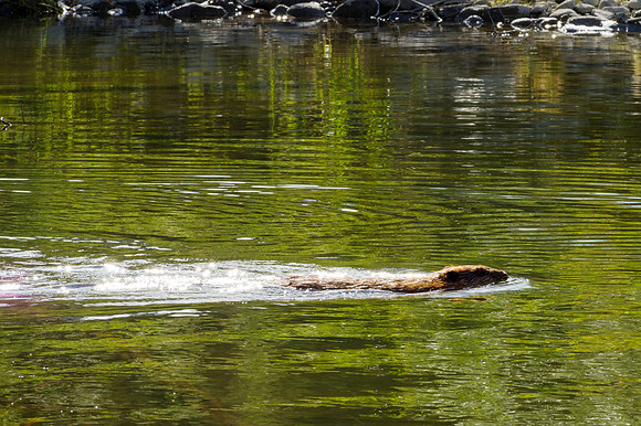 North American Beaver_Whitehorse 6