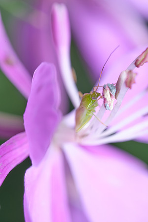 Common Green Capsid_Nunatak CG 1