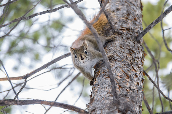 Red Squirrel_Whitehorse 1