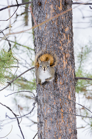 Red Squirrel_Whitehorse 2